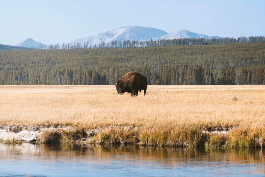 Bison dans la vallée de Yellowstone