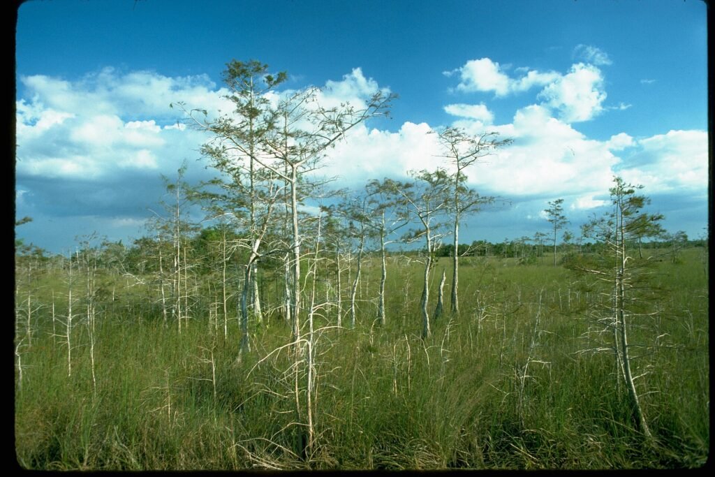 Prairie de cyprès dans le parc national des Everglades