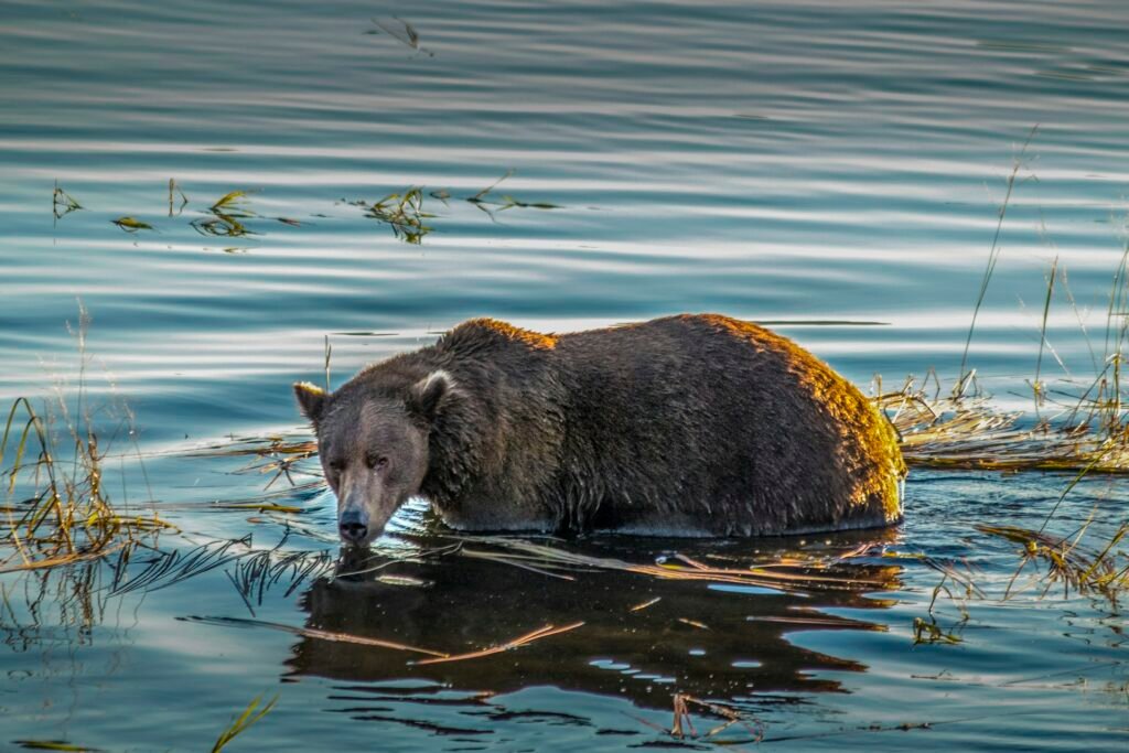 Ours brun en Alaska